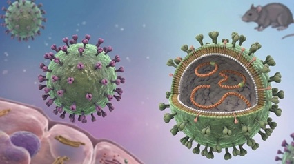 Virus Hanta: Mỹ kích hoạt chế độ ứng phó khẩn cấp
